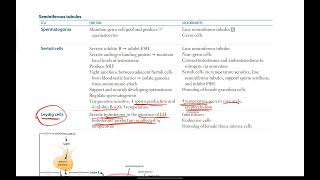 Seminiferous tubules Androgens  Reproductive  7  First Aid USMLE in UrduHindi [upl. by Eaves]