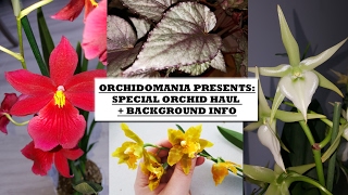 Orchidomania Presents Special Orchid Haul  Background Info [upl. by Ced]