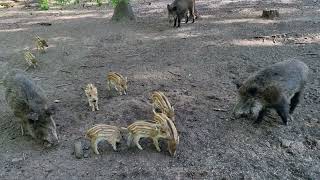 Wild boars seen in the forest  Wildschweine im Wald gesehen [upl. by Adnawat]