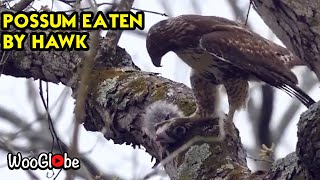 Red Tailed Hawk Eating Opossum Alive  WooGlobe [upl. by Hamehseer]