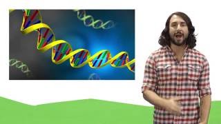 Nucleic Acids DNA and RNA [upl. by Yrral]