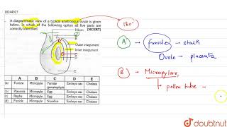 A diagrammatic view of a typical anatropous ovule is given below in which of the following [upl. by Anivram]