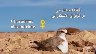 Gravelot à collier interrompu  Charadrius alexandrinus  القطقاط الاسكندراني [upl. by Sharron]