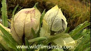 Brahma Kamal Saussurea obvallata [upl. by Bathilda]