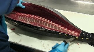 How to Fillet Tuna [upl. by Borg]