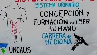 EMBRIOLOGÍA SISTEMA URINARIO MEDICINA UNCAus CFSH [upl. by Maibach]