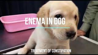 Enema in Dog  Enema in Pup  Constipation Treatment  Glycerine Suppositories  Fast recovery [upl. by Margetts279]