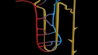 Human Physiology  Overview of the Renal Tubule System [upl. by Atnoid]