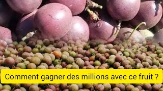 COMMENT GAGNER DES MILLIONS AVEC LE FRUIT DE LA PASSION [upl. by Idorb]