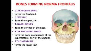 NORMA FRONTALIS SKULL OSTEOLOGY 4 [upl. by Tiernan850]