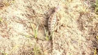 Fence lizard vs Fire ants [upl. by Hedve]