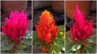 How to Grow and Care Celosia Plant  Fun Gardening [upl. by Maire]