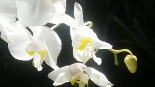 Phalaenopsis amabilis species orchid [upl. by Nerac]