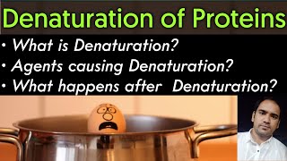 What is Denaturation Of Proteins Agents of Denaturation amp Affect of Denaturation on Proteins [upl. by Frederico694]