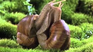 Snails in Love  Music by Dennis Schwachhofer [upl. by Klusek]