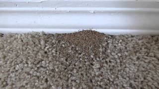 Drywood Termite Inspection  AmeriGuard Pest Defense [upl. by Zetnwahs]