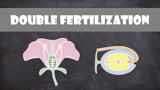 Double Fertilization Angiosperms  Plant Biology [upl. by Birgit]