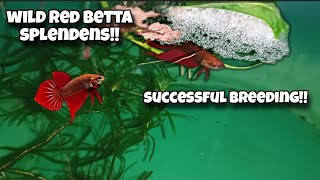 BETTA BREEDING in tub  New wild red Splenden bettas [upl. by Maggie91]