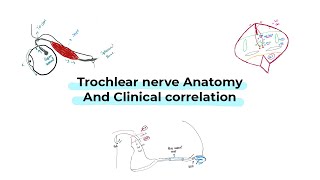 Trochlear nerve anatomy and clinical correlation شرح بالعربي [upl. by Noyrb]