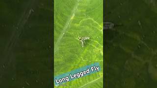 Long Legged Fly httpswwwyoutubecomchannelUCdUZ9zKeBkP8oH7ioqpKCeg [upl. by Renrag493]