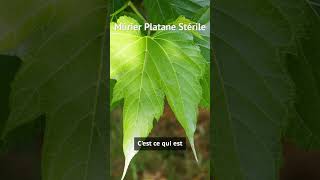 Mûrier Platane Stérile  sans fruits sans dégâts jardin mûrier [upl. by Jonas]