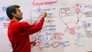 Embryology  Ectoderm [upl. by Llovera]