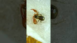 Moss Pseudoscorpion [upl. by Hsihsa]