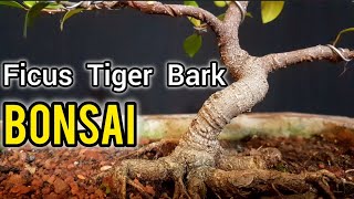 ⚠ COMO HACER UN BONSAI FICUS TIGER BARK ⚠ DISEÑO  PODA Y ALAMBRADO [upl. by Sharl]