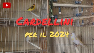 Cardellini per ibridi 2024 prime selezioni [upl. by Arahahs]