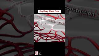 Capillary Blood Flow  Vasodilation and Vasoconstriction [upl. by Burrell]