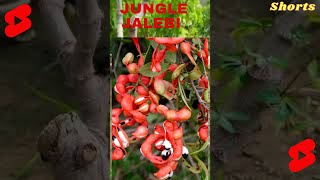 shorts Jungle Jalebi Bonsai Hardy Tree  Pithecellobium dulce Bonsai [upl. by Jolda]