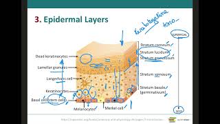 Epidermal Layers amp Keratinization [upl. by Eak278]