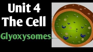 Glyoxysomes Class 11 Biology Glyoxysomes Structure amp Function  Cell Biology  Plants [upl. by Cirda]