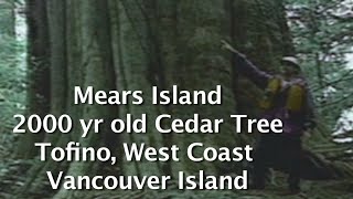 2000 year old Cedar Tree  Meares Island Old Growth Forest  Peter Gabriel music video location [upl. by Peppi]