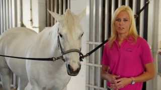 EQUINE VET How to Check Your Horses Vital Signs [upl. by Sllew]