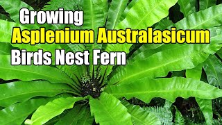 How To Grow Asplenium Australasicum  Birds Nest Fern [upl. by Neeroc477]