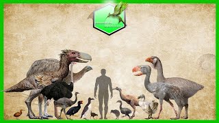 Flightless Birds Size Comparison Living Extinct [upl. by Siletotsira]