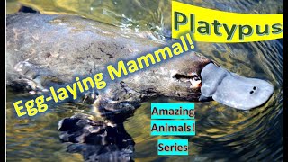 Platypus facts 🐊 Duckbilled Platypus 🐊 one of five species of mammals lay eggs native to 🇦🇺 [upl. by Anirazc]