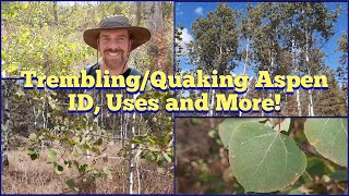 Trembling or Quaking Aspen  Identification Description Edible and Medicinal Uses and More [upl. by Edaw834]