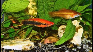 Breeding swordtails  5 amazing facts on swordtail fish breeding [upl. by Aicilra632]