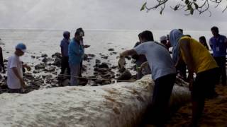 Unknown Sea CreatureGlobster Sighted in Dinagat Islands Philippines [upl. by Ravahs663]