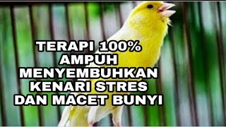 TERAPI AMPUH MENYEMBUHKAN KENARI MACET BUNYI [upl. by Thurman]