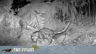 One spottedtailed quoll shouting warnings at another [upl. by Lanti]