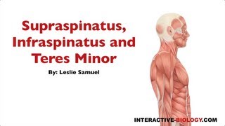 091 Supraspinatus Infraspinatus and Teres Minor [upl. by Campos]