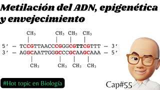 Metilación del ADN epigenética y envejecimiento Cap55 metilación [upl. by Seugirdor]