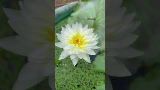 waterlily waterlilly gardentalk kl31vlog garden gardening waterplants waterplant white [upl. by Mercado]