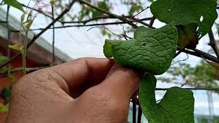 Obtener semillas de la enredadera Antigonon Leptopus o la bellísima [upl. by Ym988]