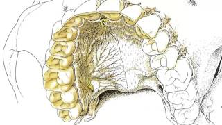 Dentistry Anaesthesia LTI 2 Maxillary Anaesthesia Buccal and Palatal Infiltration Preclinica [upl. by Rihaz665]