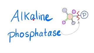 Alkaline Phosphatase ALP  Lab Test 🧪 [upl. by Lachance]