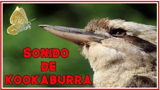 Sonido de kookaburra [upl. by Aidnyc]